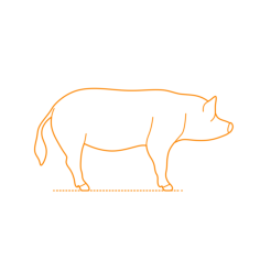 Animals Pigs Yorkshire Pig Line Tracing Svg Vector, Free Vectors File